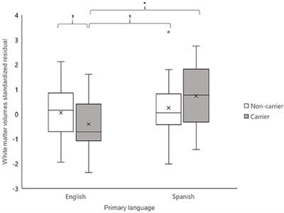 Apolipoprotein E ε4 Allele-Based Differences in Brain Volumes Are Largely Uniform Across Late Middle Aged and Older Hispanic/Latino- and Non-Hispanic/Latino Whites Without Dementia